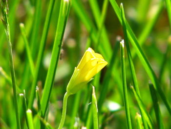 Close-up of yellow daffodil blooming outdoors