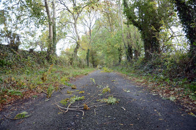 Road amidst trees in forest