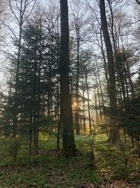 Trees in forest