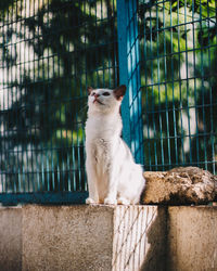 Cat sitting in a fence