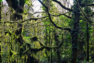 Low angle view of trees in forest