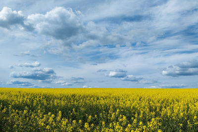 Blooming canola field and blu sky with white clouds