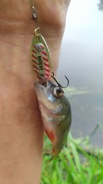 Close-up of hand holding fish