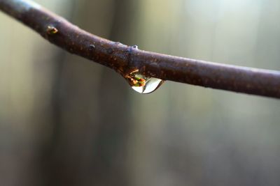 Close-up of water drops on wood 