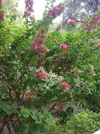 Pink flowers blooming on tree