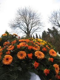 Flowers blooming on plant against sky