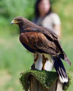 Close-up of bird perching on tree