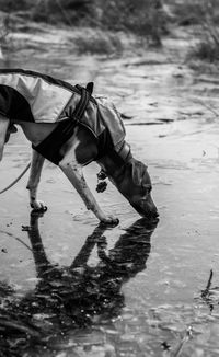 Low section of man riding horse in lake