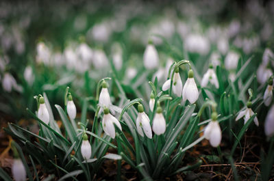 Close-up of white crocus flowers on field