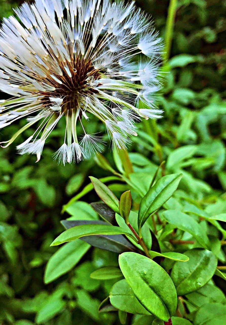 plant, growth, beauty in nature, flower, flowering plant, close-up, freshness, green color, fragility, nature, vulnerability, day, focus on foreground, no people, leaf, plant part, flower head, outdoors, inflorescence, dandelion, dandelion seed