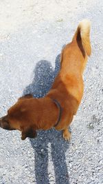 High angle view of dog standing on road