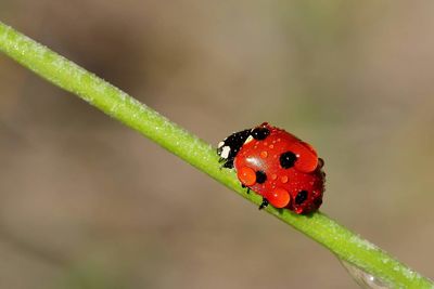 Close-up of wet ladybug on stem