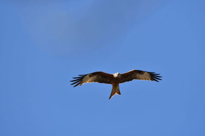 Low angle view of eagle flying in sky