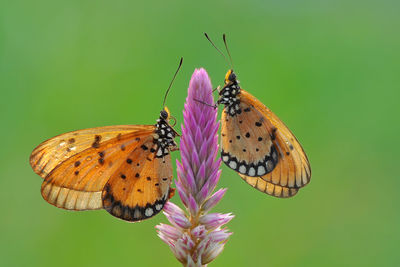 Butterfly perching on purple flower