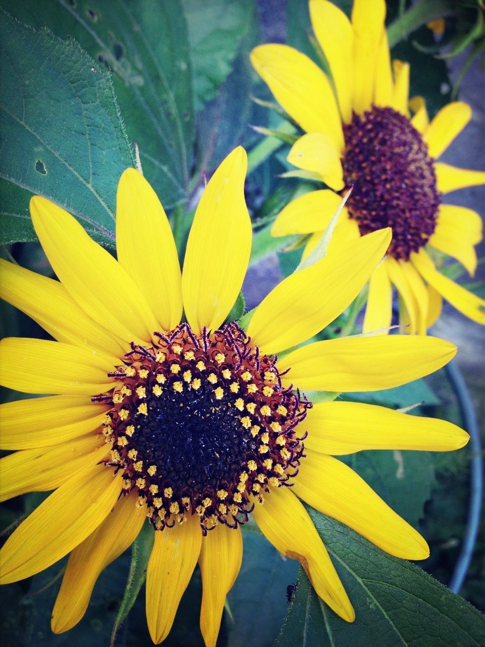 flower, petal, freshness, flower head, yellow, fragility, growth, pollen, close-up, beauty in nature, blooming, plant, nature, focus on foreground, in bloom, sunflower, single flower, day, outdoors, no people