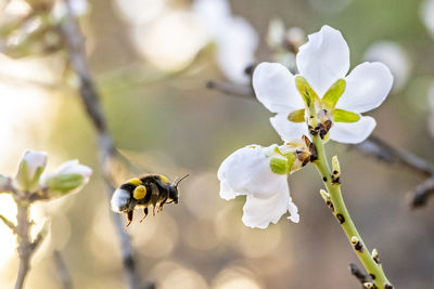 Close-up of bee on flower