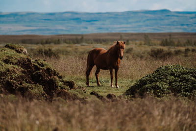 Horse grazing on field