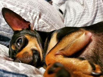 Close-up of a dog resting on bed