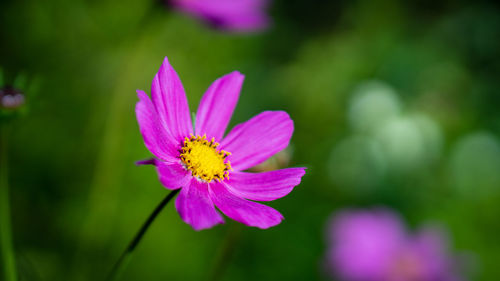 Close-up of pink cosmos flower