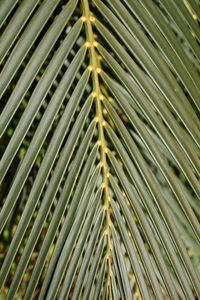 Close-up of fresh green leaves