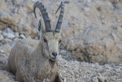 Close-up of deer on rock