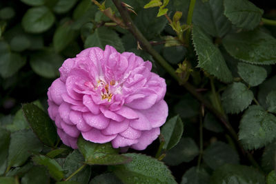 Close-up of pink flower blooming outdoors