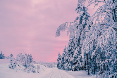 Snow covered plants against sky during sunset