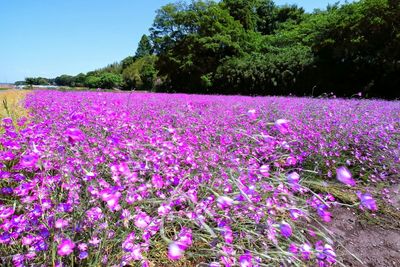 Close-up of purple flowers blooming in field