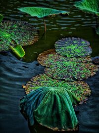 High angle view of leaves floating on lake