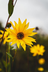 Close-up of yellow flowering plant