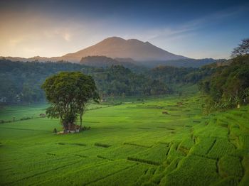 Rice terraces and mountains