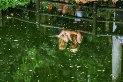 Reflection of man swimming in water