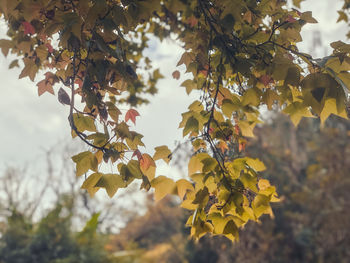 Low angle view of yellow leaves on tree
