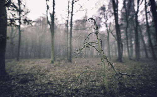 Close-up of bare tree in forest