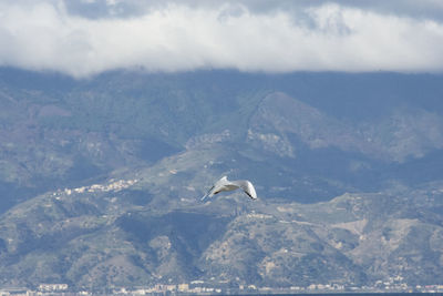 Bird flying over mountain against sky