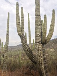 Cactus growing on field against cloudy sky