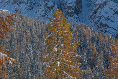 Pine trees in forest during winter