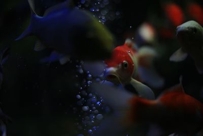 Close-up of fish swimming in aquarium