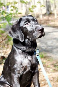 Close-up of dog looking away while sitting outdoors