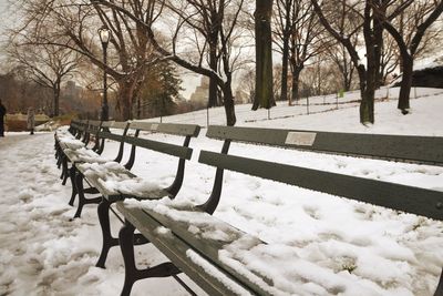 Bare trees in park during winter