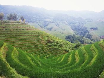 Scenic view of rural landscape