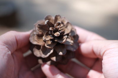 Close-up of person holding pine cone