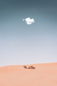 Camel at desert against sky