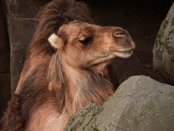 Close-up of a camel in zoo