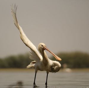 Bird on water