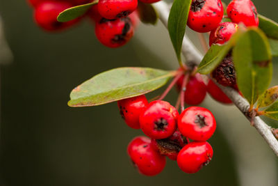 Close-up of berries growing on tree