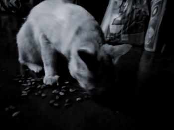 Close-up of dog lying down on floor at home