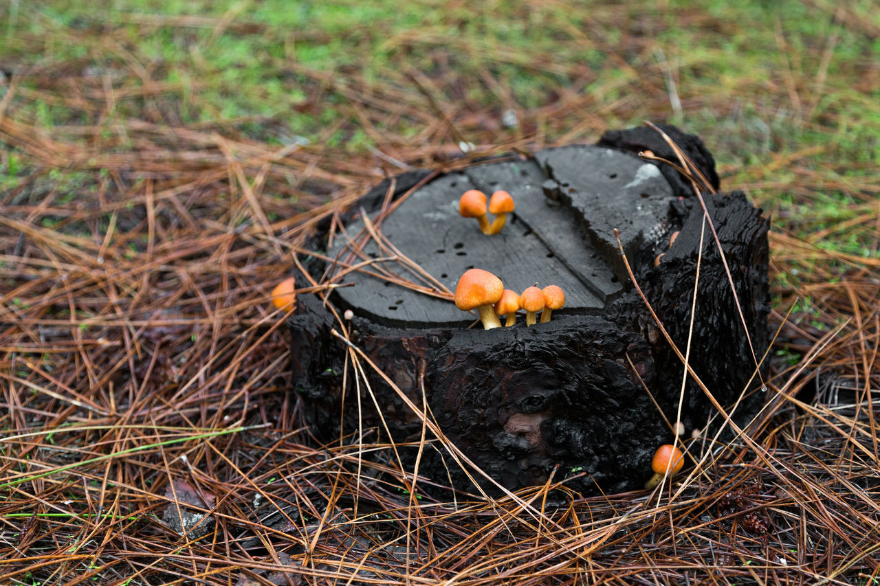 HIGH ANGLE VIEW OF FRUITS ON PLANT ON FIELD