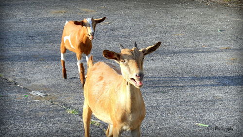 Goats standing on street