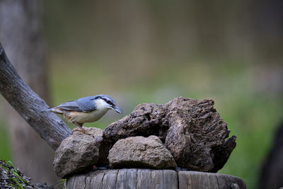 Close-up of bird perching on rock